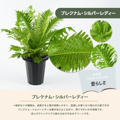 【観葉植物】ブレクナム・シルバーレディー 50cm～70cm (014-2061)