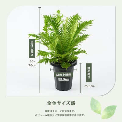 【観葉植物】ブレクナム・シルバーレディー 50cm～70cm (014-2061)