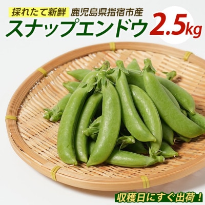スナップエンドウ約2.5kg (010-2087)