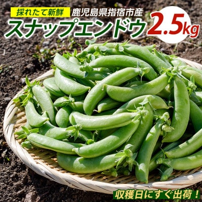 スナップエンドウ約2.5kg (010-2087)