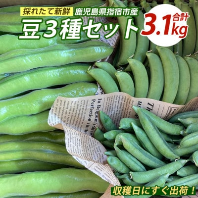 豆3種セット (そらまめ・スナップエンドウ・まめこぞう) (010-2088)
