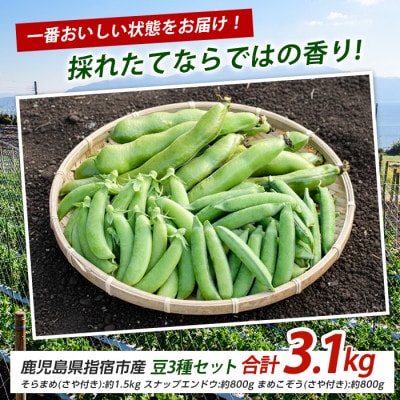 豆3種セット (そらまめ・スナップエンドウ・まめこぞう) (010-2088)
