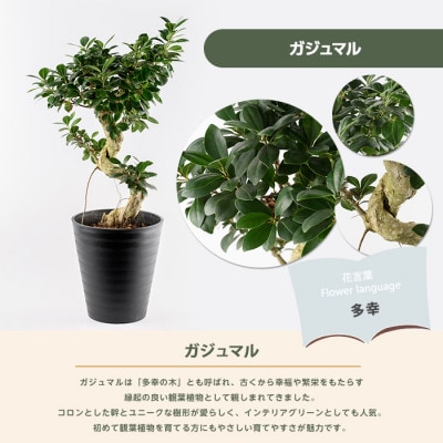 【観葉植物】ガジュマル 65cm～85cm(032-1947)