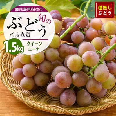迫田果樹園のぶどう クイーンニーナ 約1.5kg (IB064-011)