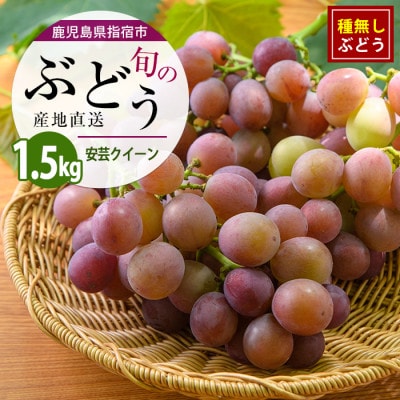 迫田果樹園のぶどう 安芸クイーン 約1.5kg (IB064-012)