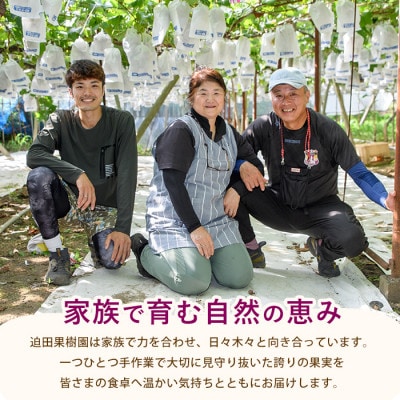 迫田果樹園のぶどう あづましずく 約1.5kg (IB064-010)