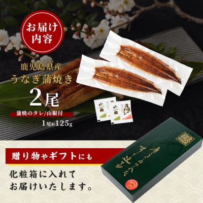 【丑の日】【鹿児島県産】うなぎ蒲焼じっくり焼き約125g×2尾 化粧箱入り(IB021-011u)