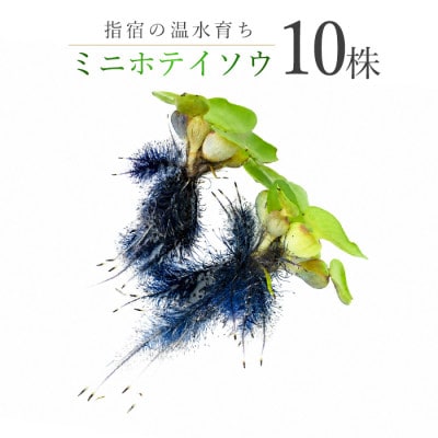【温水育ち】ミニホテイソウ10株 (IB148-011)