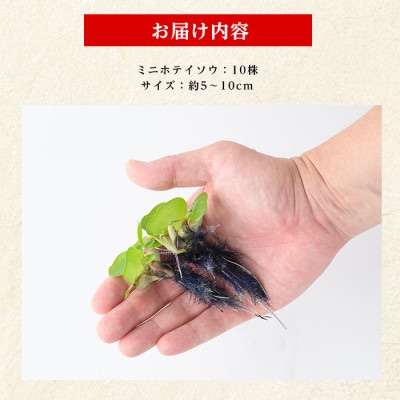 【温水育ち】ミニホテイソウ10株 (IB148-011)