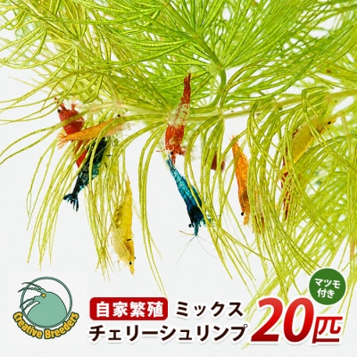 自家繁殖ミックスチェリーシュリンプ20匹+マツモ付き (IB167-001)