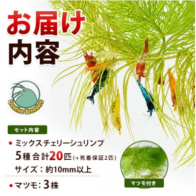 自家繁殖ミックスチェリーシュリンプ20匹+マツモ付き (IB167-001)