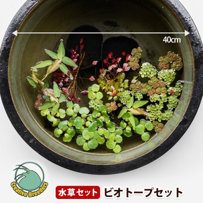 ビオトープセット (IB167-002)  浮草 水草セット