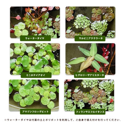 ビオトープセット (IB167-002)  浮草 水草セット