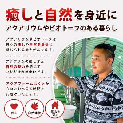 ビオトープセット (IB167-002)  浮草 水草セット