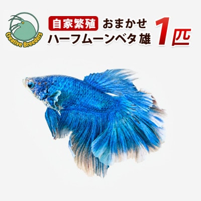 おまかせハーフムーンベタ 雄 1匹 (IB167-003)
