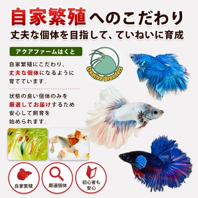 おまかせハーフムーンベタ 雄 1匹 (IB167-003)