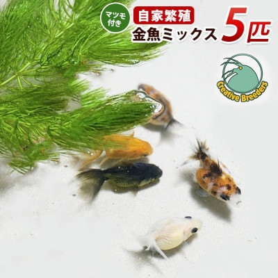 金魚ミックス5匹+マツモ付き (IB167-005)