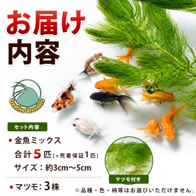 金魚ミックス5匹+マツモ付き (IB167-005)