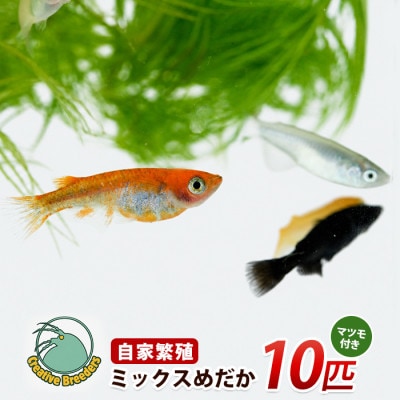ミックスめだか10匹+マツモ付き (IB167-006)