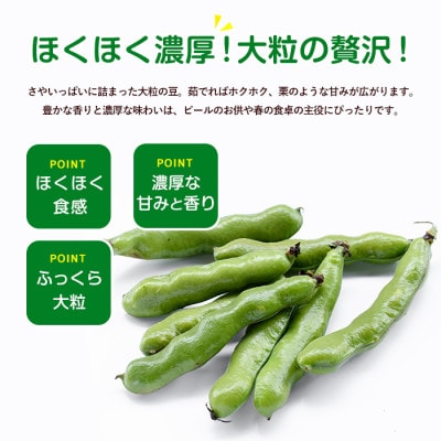 【2027年順次発送】産地直送!新鮮旬野菜!【訳あり】そら豆Lサイズ 約3kg(IB092-006)
