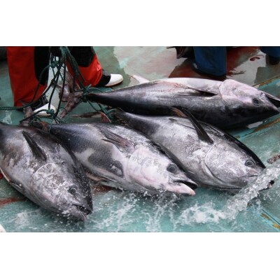 国産天然本マグロの漬け なめろうセット No 5296 0030 お礼品詳細 ふるさと納税なら さとふる 国産天然本マグロの漬け なめろうセット No 5296 0030 お礼品詳細 ふるさと納税なら さとふる