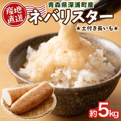 青森県深浦町産 ネバリスター 約5kg 土つき[No.5296-0166]