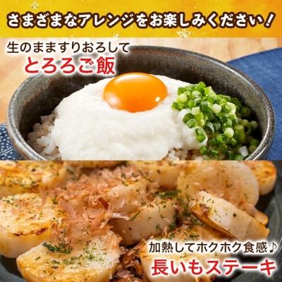青森県深浦町産 ネバリスター 約5kg 土つき[No.5296-0166]