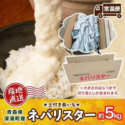 青森県深浦町産 ネバリスター 約5kg 土つき[No.5296-0166]