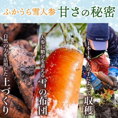 【冬季限定】ふかうら雪人参(5キロ)[No.5296-0176]