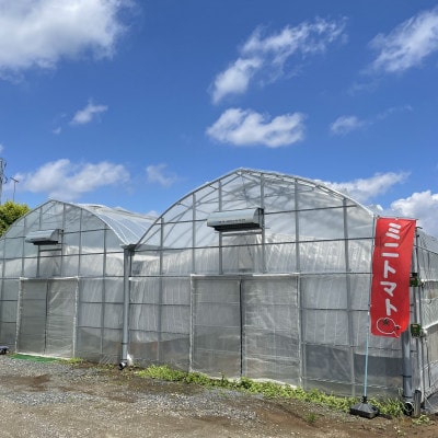 【訳あり】下妻市産　あまーい!フルーツミニトマト1.8kg(アイメック栽培で栄養素が豊富)