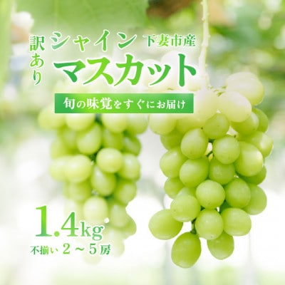 【数量限定!】【訳あり】シャインマスカット　約1.4kg(2房～5房)2024年発送