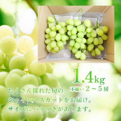 【数量限定!】【訳あり】シャインマスカット　約1.4kg(2房～5房)2024年発送