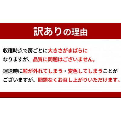 【数量限定!】【訳あり】シャインマスカット　約1.4kg(2房～5房)2024年発送