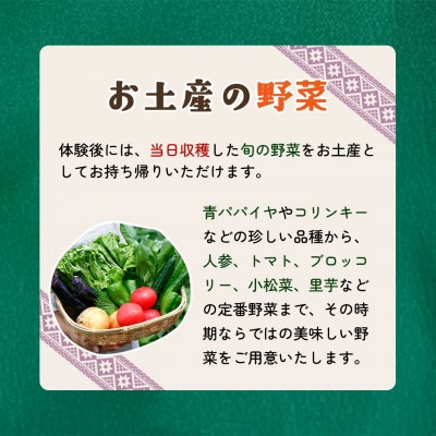 【採れたてを楽しむ】季節の野菜 収穫体験チケット(2時間/2名)+野菜持ち帰り 1枚