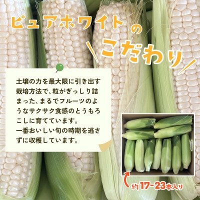 下妻産朝採りとうもろこし6kg(ピュアホワイト約17-23本入り)2026年6月下旬頃より発送開始