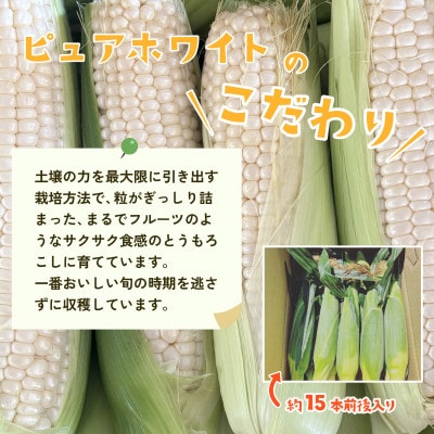 下妻産朝採りとうもろこし(ピュアホワイト)約6kg  約15本前後入り 26年6月下旬頃発送