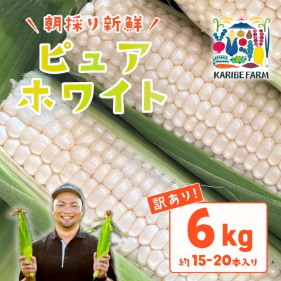 【訳あり】下妻産朝採りとうもろこし(ピュアホワイト)約6kg 約15-20本入り 6月下旬頃より発送