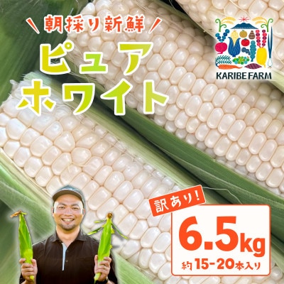 【訳あり】下妻朝採りとうもろこし(ピュアホワイト)約6.5kg 約15-20本入 6月下旬頃より発送