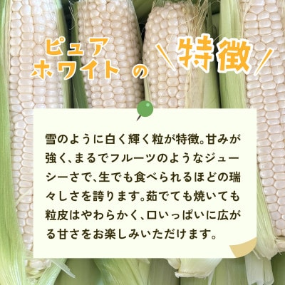 【訳あり】下妻産朝採りとうもろこし(ピュアホワイト)約6kg 約15-20本入り 6月下旬頃より発送