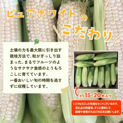 【訳あり】下妻朝採りとうもろこし(ピュアホワイト)約6kg 約15-20本入 7月から発送