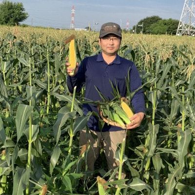 先行受付24年7月出荷!!　下妻産朝採りとうもろこし(おおもの)6kg