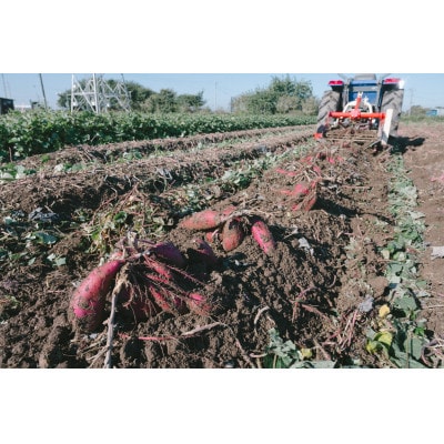 下妻市産　熟成小芋さつまいも　紅はるか　【訳アリ】10kg