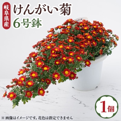 【2024年9月～10月発送】　けんがい菊　6号鉢