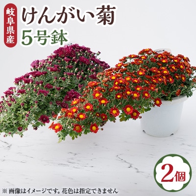 【2024年9月～10月発送】　けんがい菊　5号鉢(2個入り)