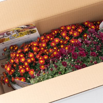 【2024年9月～10月発送】　けんがい菊　5号鉢(2個入り)
