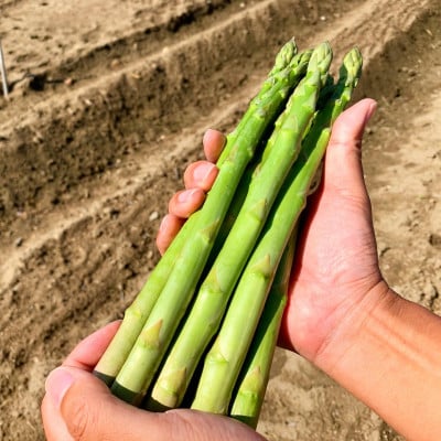 【さとふる限定】【朝採れ即日梱包】国産 グリーンアスパラガス 1kg 農家直送 冷蔵発送 岐阜県産