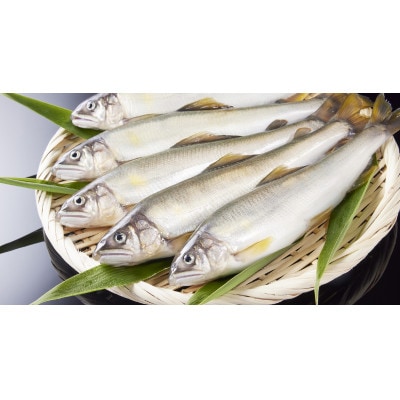 冷凍子持鮎　約2kg【約1kg(10～13尾)×2P】