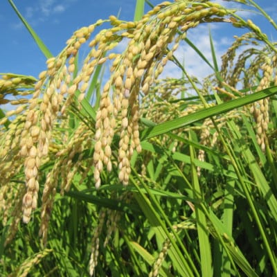 【返礼品なし】岐阜県輪之内町ふるさと応援寄附(一口:1,000円)