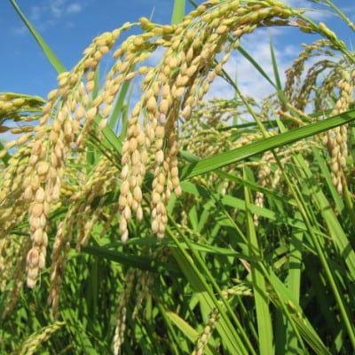 【返礼品なし】岐阜県輪之内町ふるさと応援寄附(一口:5,000円)