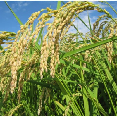 【返礼品なし】岐阜県輪之内町ふるさと応援寄附(一口:30,000円)